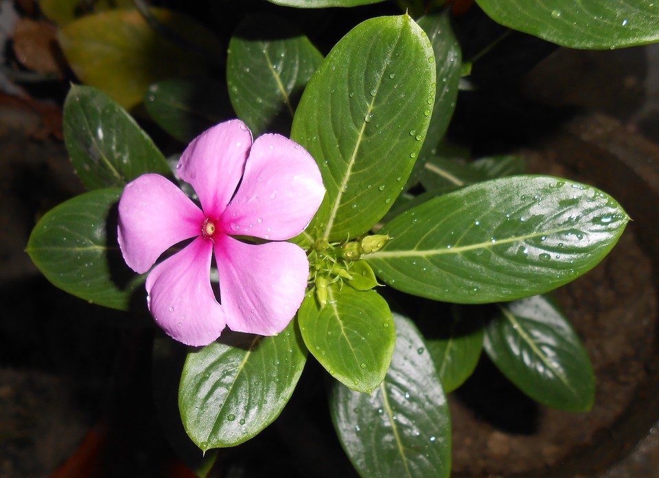 Vinca Rosada Catharantus Roseus Cultivo Riego Y Cuidados Flores 