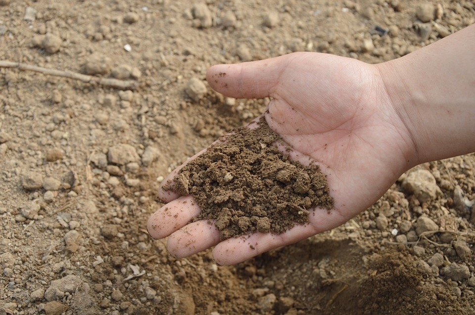 Fertilizantes ecológicos para el huerto en casa Fertilizantes y Suelos