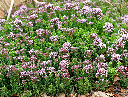 Orégano (Origanum vulgare): Características, cultivo y usos Aromaticas -  Flor de Planta