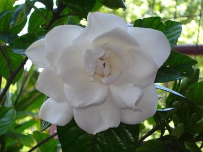 Jazmín: cuidados y propiedades de la planta del perfume Flores, Jardin,  Plantas, Plantas Interior - Flor de Planta