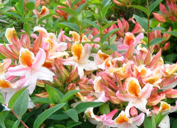 Variedades y cuidados para la Azalea Arboles, Flores, Macetas - Flor de  Planta