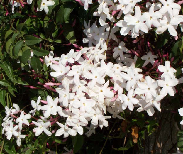 La Flor más bella, el Jazmín: cuidados y propiedades Herramientas  Jardineria - Flor de Planta