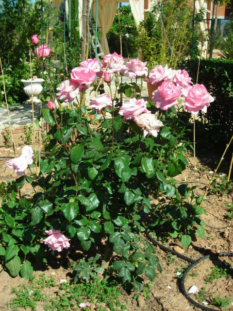 Tipos de rosas: clasificación y variedades de rosales Diseño Jardin,  Flores, Jardin - Flor de Planta