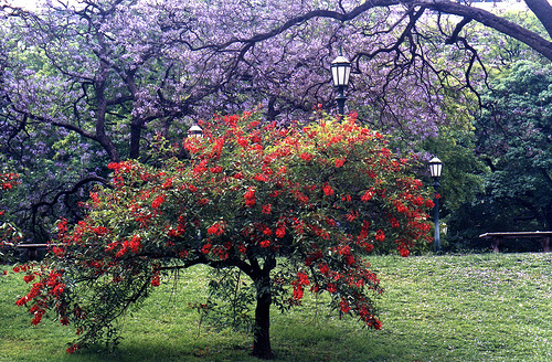 Ceibo: árbol floral y pintoresco, flor nacional Arboles, Flores - Flor de  Planta