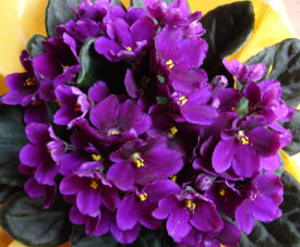 El maravilloso mundo de las violetas: diferentes variedades Flores, Jardin  - Flor de Planta
