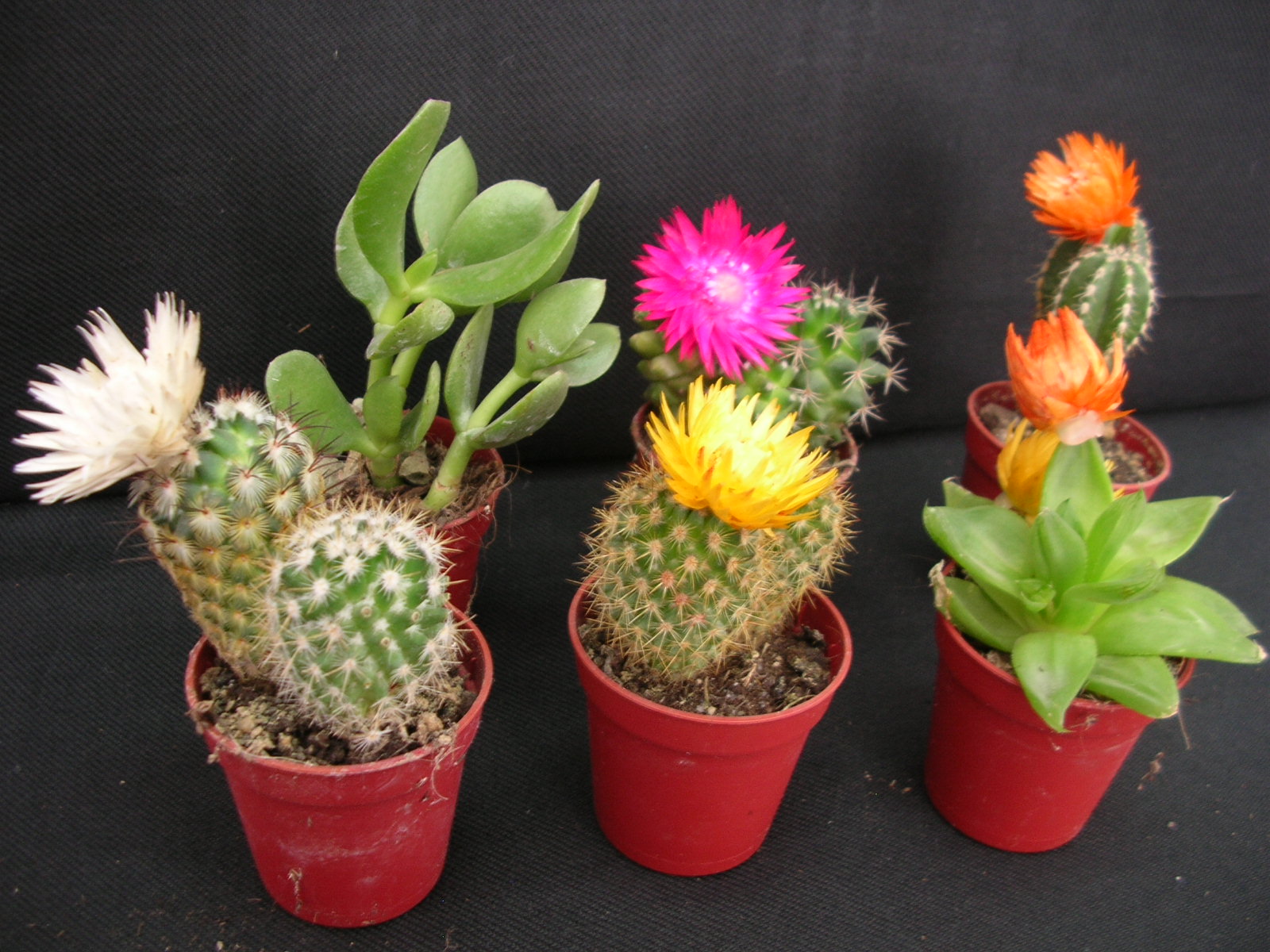 Cactus, cuidados y mantenimiento Plantas - Flor de Planta