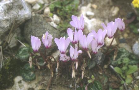Violeta de los Alpes: Riego y cuidados Flores - Flor de Planta