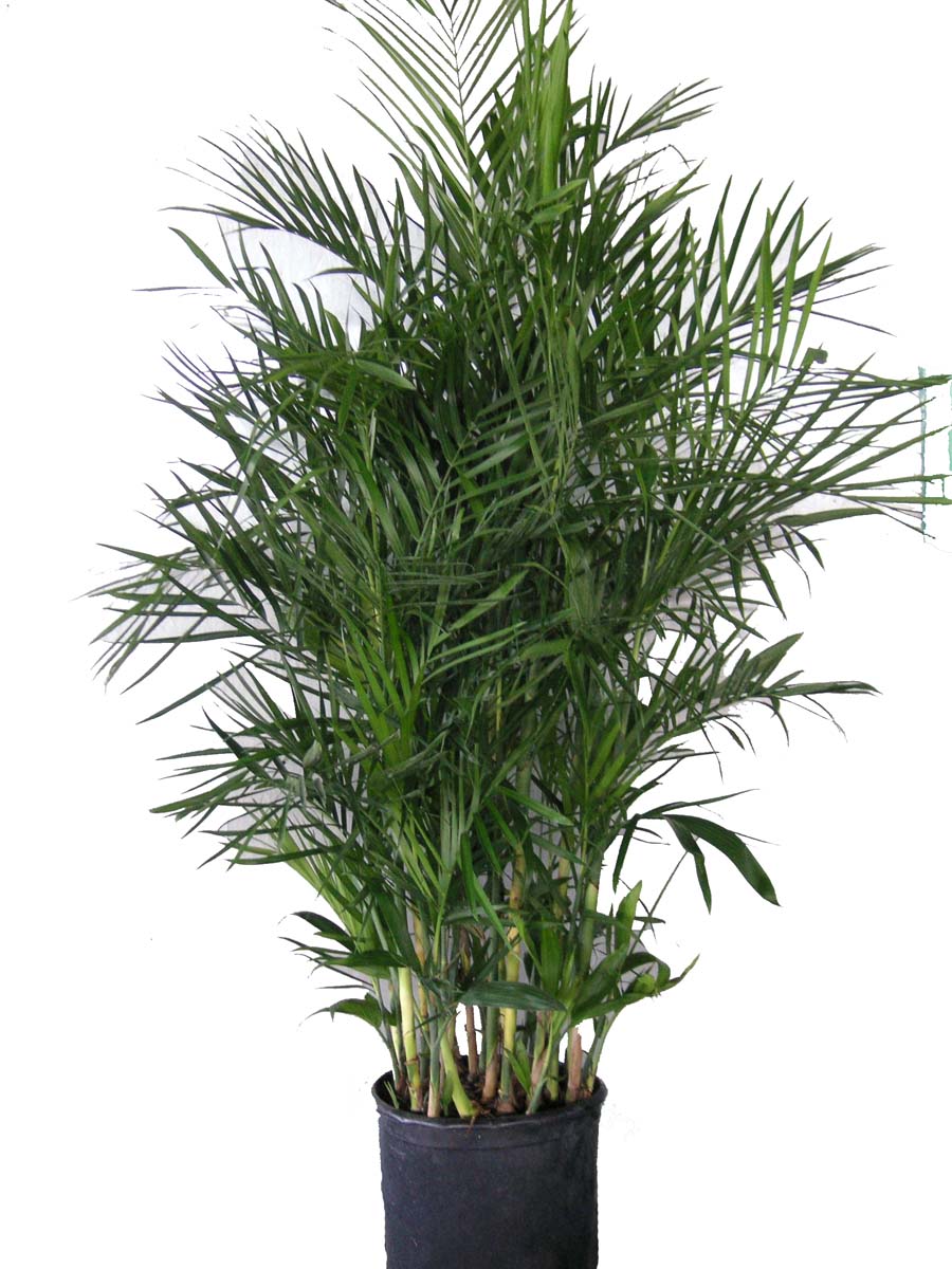 Palma de Bambú, cultivo y cuidados Plantas Interior - Flor de Planta