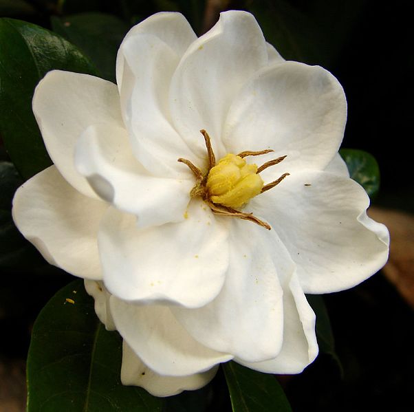 Gardenia: Cultivo, suelo y cuidados Flores - Flor de Planta
