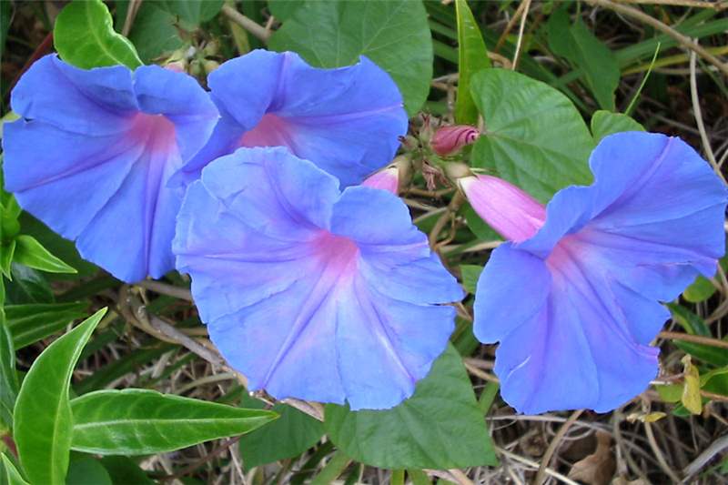 Cultivo, riego y cuidados de la campanita (Ipomoea indica) Flores, Plantas  Interior - Flor de Planta