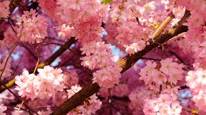 Sakura o flor de cerezo: símbolo japonés, belleza universal Flores - Flor  de Planta