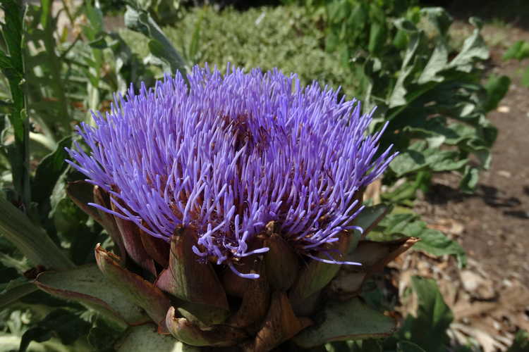 Cardo de Castilla (Cynara cardunculus): Características, cultivo y cuidados  Flores - Flor de Planta