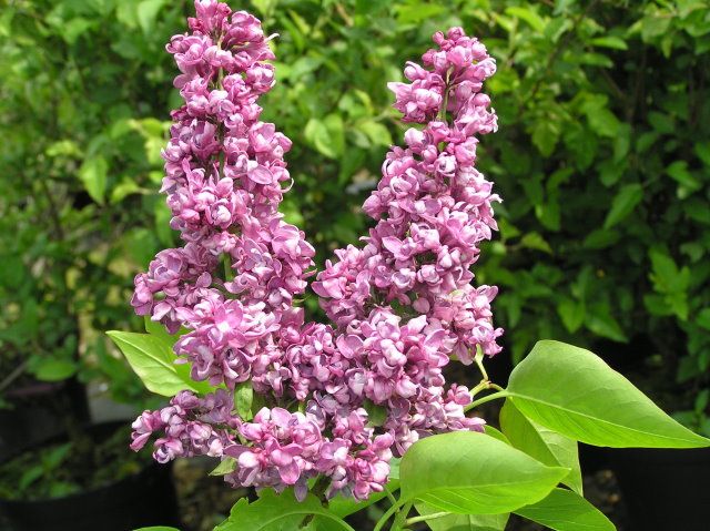 Lila común (Syringa vulgaris): Características generales y condiciones de  cultivo Flores - Flor de Planta
