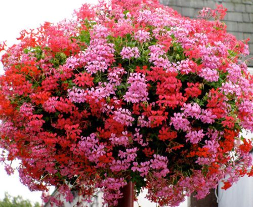 deseable cruzar papa Geranio de hiedra (Pelargonium peltatum): Características y cultivo Flores  - Flor de Planta
