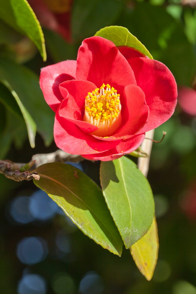 Camellia japonica: Cultivo, riego y cuidados Flores - Flor de Planta