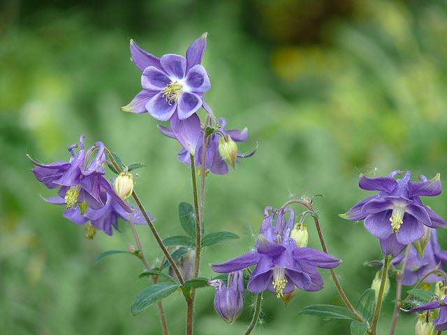 Aquilegia vulgaris: Cultivo, riego y cuidados Flores - Flor de Planta