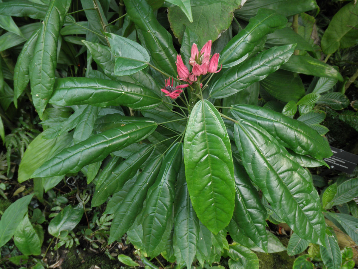 Cultivo, riego y cuidados de la campanita (Ipomoea indica) Flores, Plantas  Interior - Flor de Planta