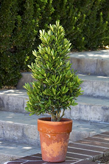 Cómo cultivar árboles de olivo en macetas Macetas - Flor de Planta