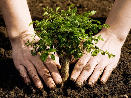 Consejos básicos para plantar árboles en jardines Arboles - Flor de Planta