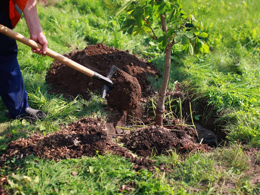 Consejos básicos para plantar árboles en jardines Arboles - Flor de Planta