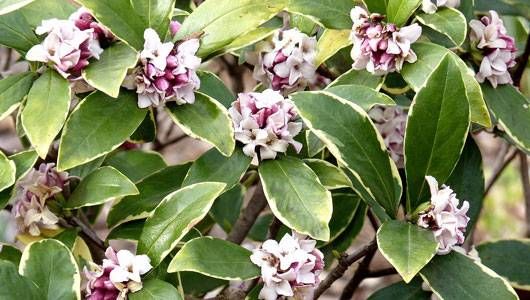 Dafne (Daphne odora): Cultivo, riego y cuidados Flores - Flor de Planta