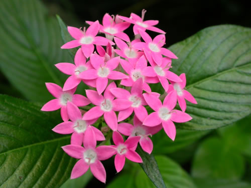 Estrella egipcia (Pentas lanceolata): Cultivo, propagación y cuidados Flores  - Flor de Planta