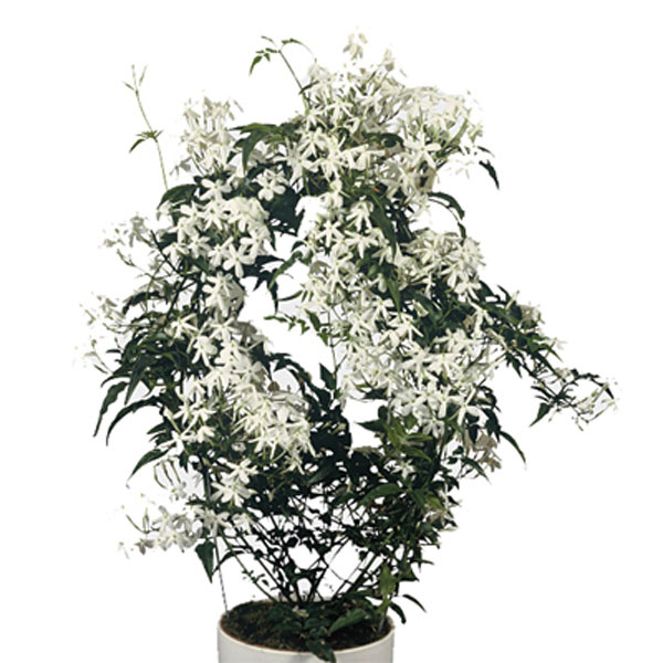 Cultivar jazmín blanco (Jasminum polyanthum) como planta de interior  Plantas Interior - Flor de Planta
