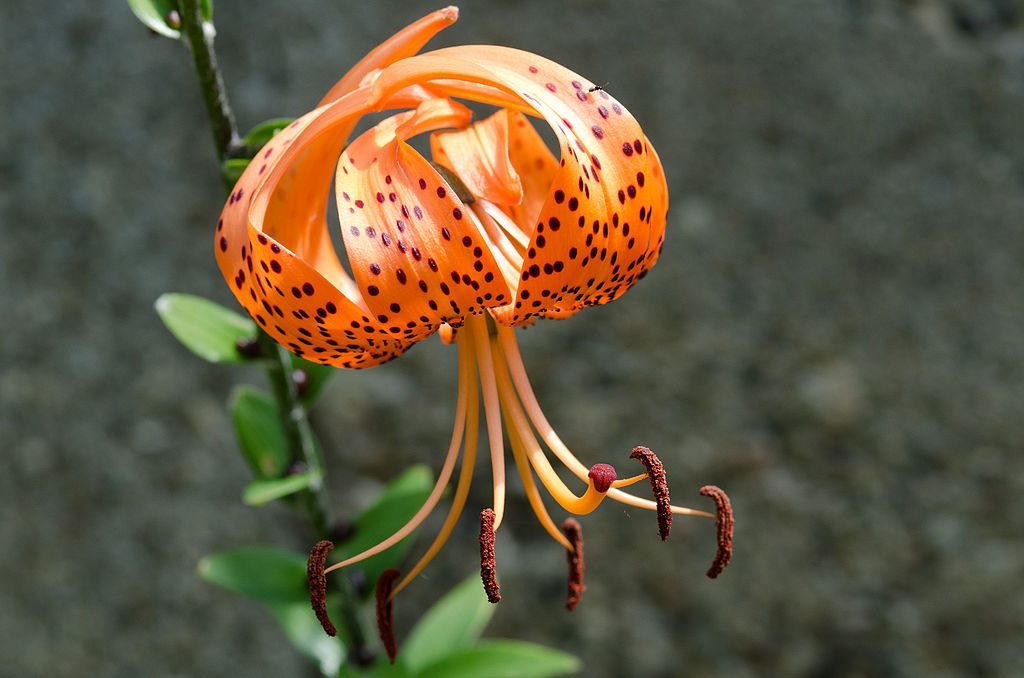 Lirio de tigre (Lilium lancifolium): Cultivo, riego y cuidados Flores -  Flor de Planta