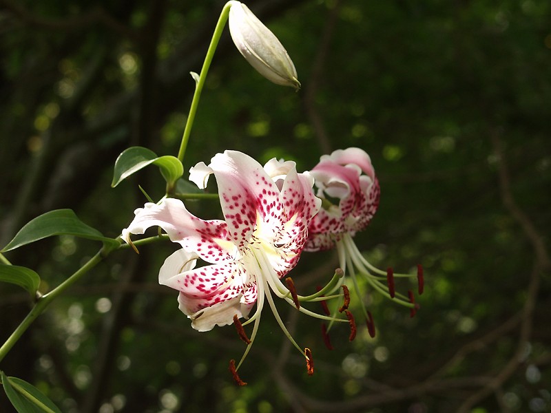 Lilium speciosum: Características y cultivo Flores - Flor de Planta