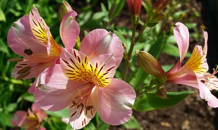 Esterlicia, el Ave del Paraíso: condiciones y cuidados Flores, Plantas -  Flor de Planta