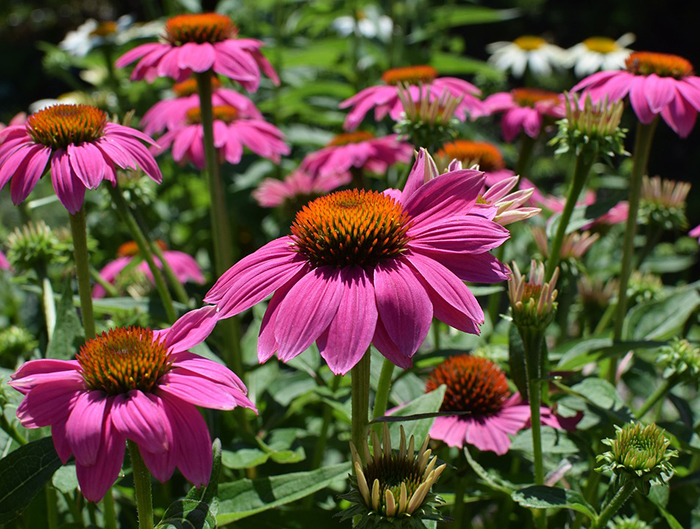 Flores Perennes para Decorar tu Jardín Diseño Jardin, Flores - Flor de  Planta