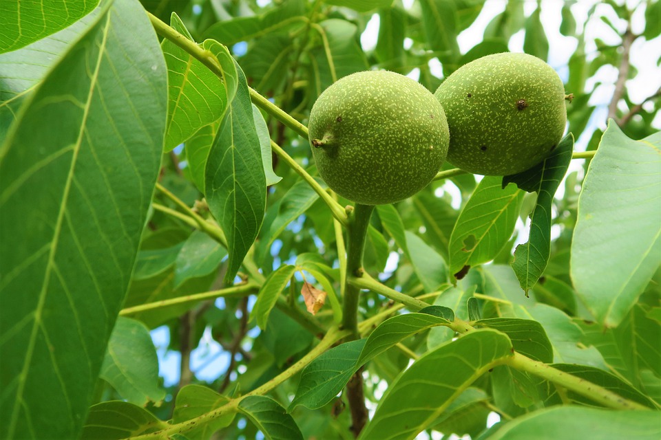 Árboles de frutos secos en el jardín Arboles - Flor de Planta