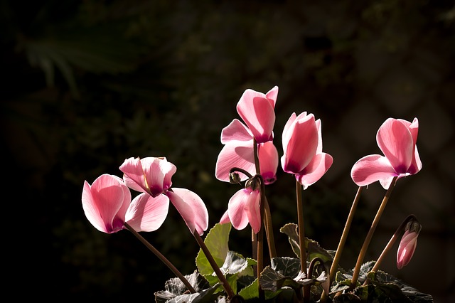 7 plantas resistentes a heladas Flores, Plantas - Flor de Planta