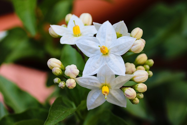 7 plantas resistentes a heladas Flores, Plantas - Flor de Planta