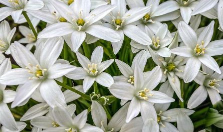 Ceibo: árbol floral y pintoresco, flor nacional Arboles, Flores - Flor de  Planta