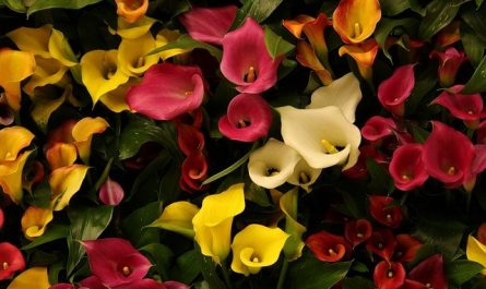 Flor de pascua o estrella federal: Cultivo, riego y cuidados Flores - Flor  de Planta
