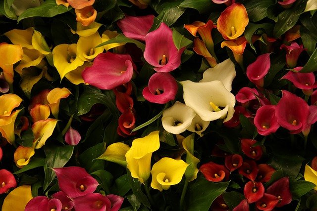Cala: Variedades, Cuidados y Cultivo Flores, Plantas Interior - Flor de  Planta