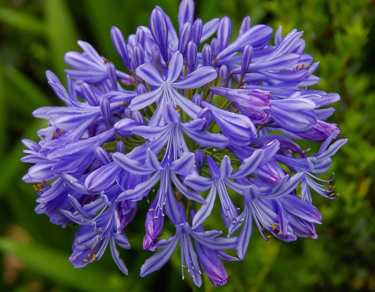 Agapanthus Africanus Lirio Africano O Flor Del Amor Flores Plantas